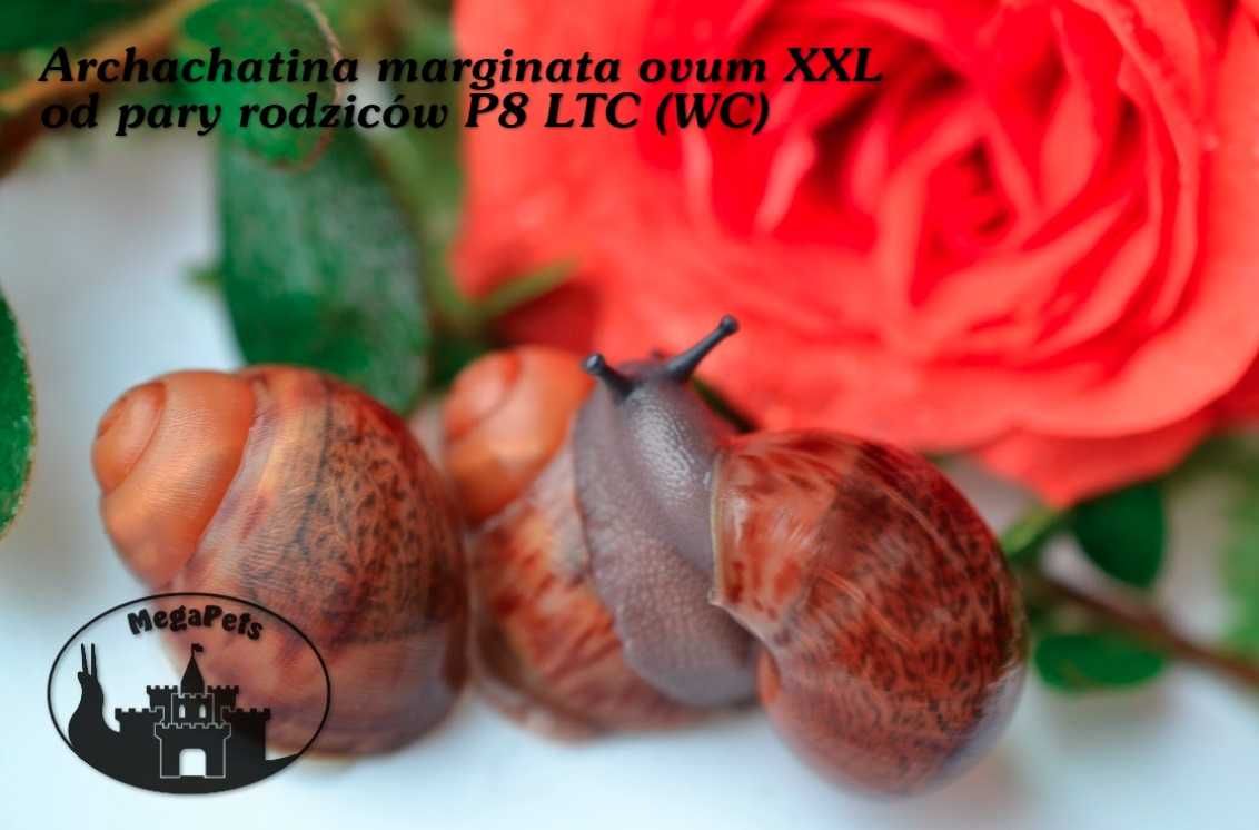 Archachatina marginata ovum XXL Ślimak afrykański Achatina Isopody