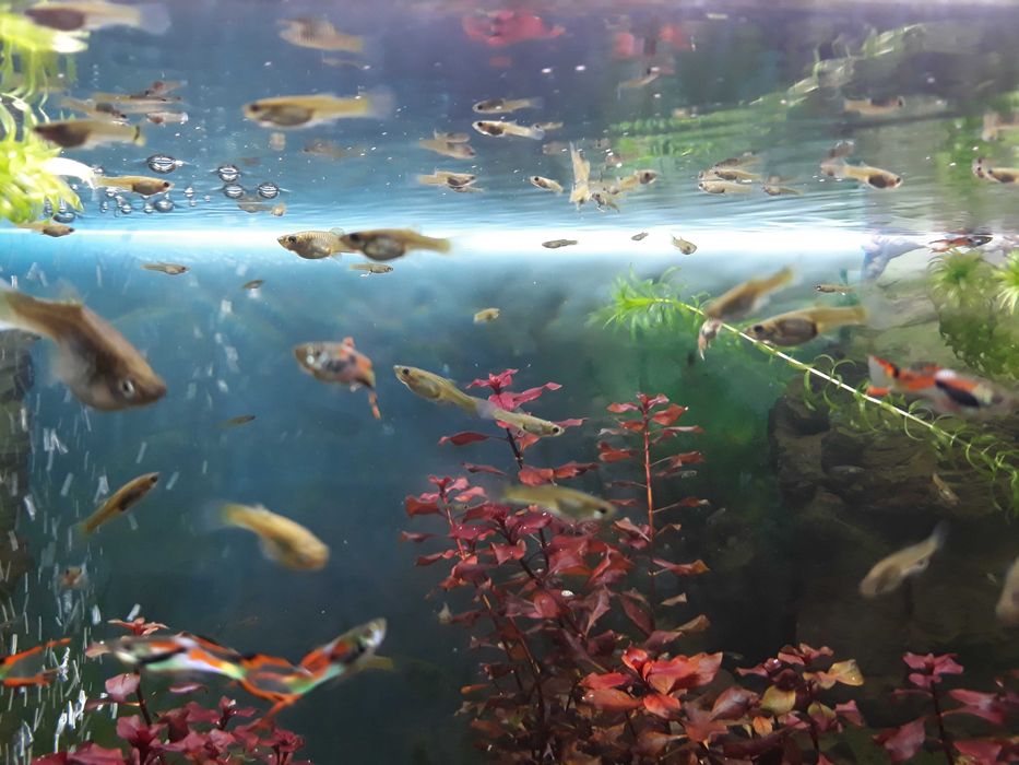 Roślina akwariowa Ludwigia mini super red