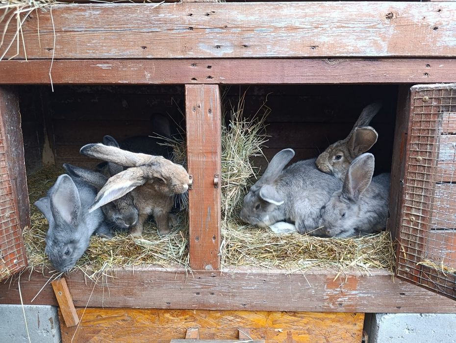 Sprzedam króliki