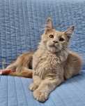 Kremowy kocurek Maine Coon gotowy do odbioru