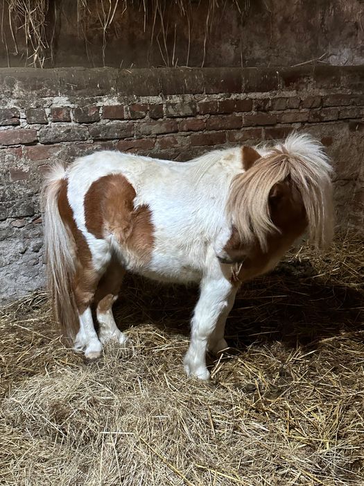 79 cm ogierek kuc z paszportam i pochodzeniem