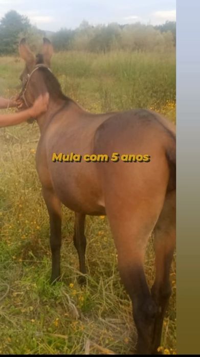 vendo mula com 6 anos bem ingatada e mansinha mp