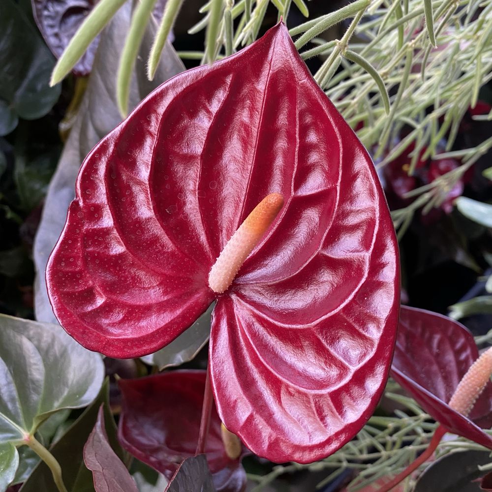 Антуріум Anthurium Delicata