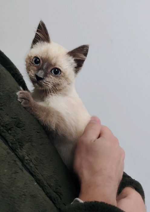 Gatinha menina bebé para Adoção Consciente.