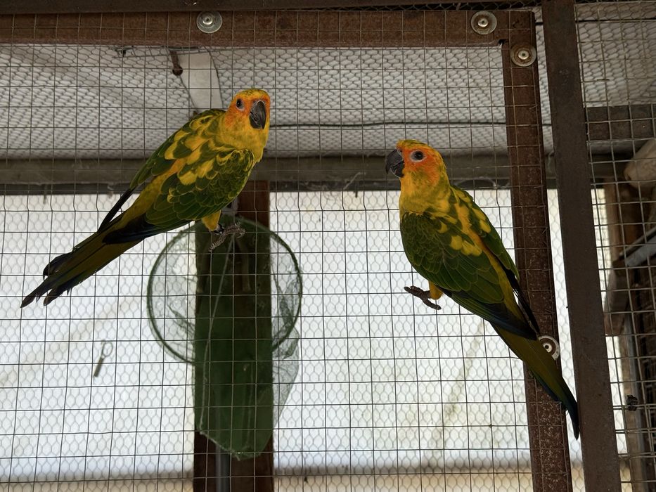 Aratinga Solatitialis
