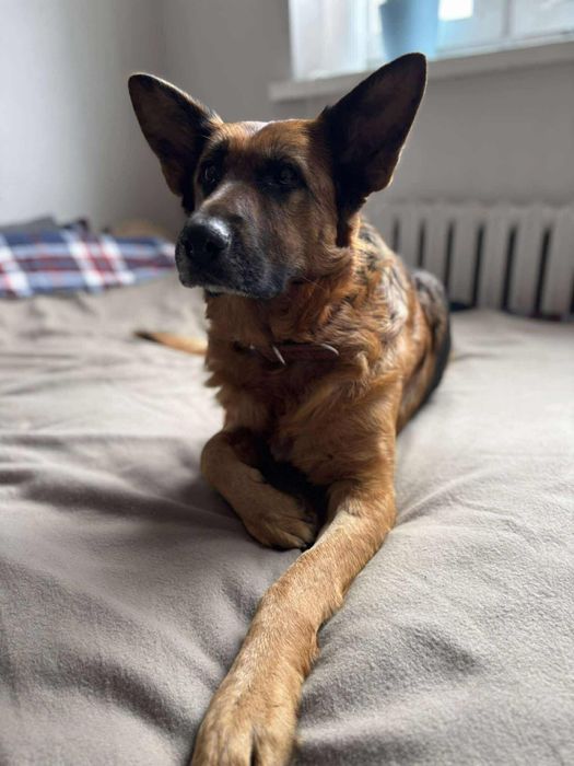 Piesek do Adopcji