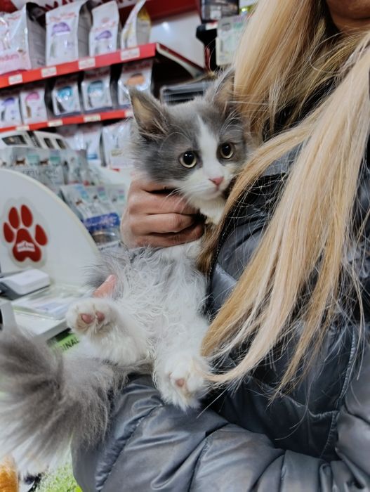 Кошеня хлопчик 3,5 місяця шукає родину 

Малюк Барні