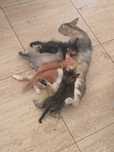 Dou gatos com praticamente 2 meses