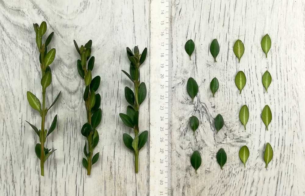 Bukszpan 'Green Mound' Buxus 058