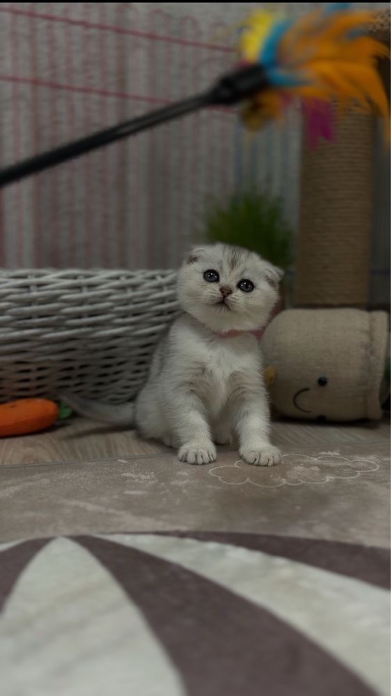 Вязка Шотландского кота