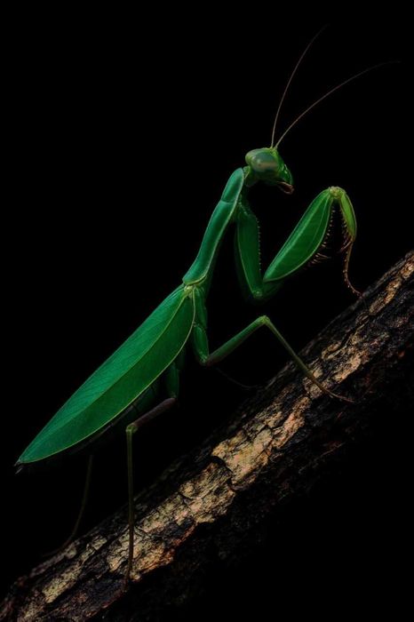 Modliszka Sphodromantis sp. Mauretania, stadium L3/L4