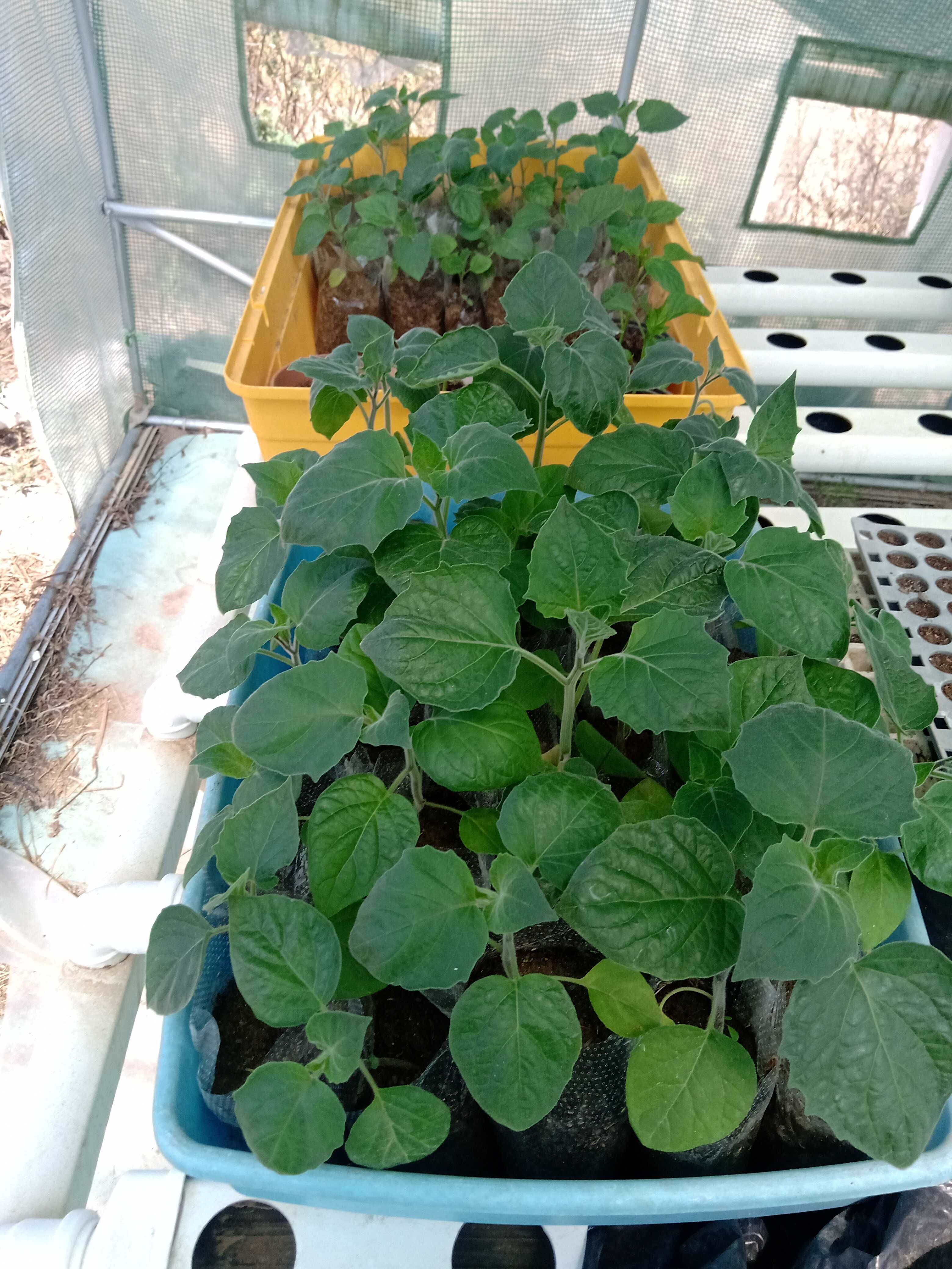 Vendo plantas de physalis