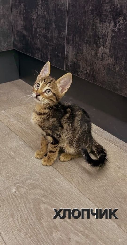 Котятки в добрые и любящие ручки