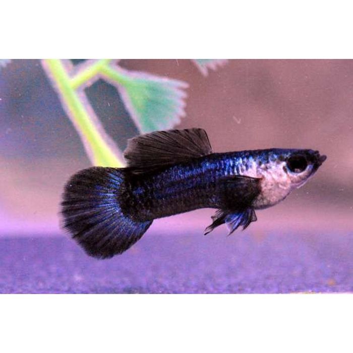 Продам гуппі панда