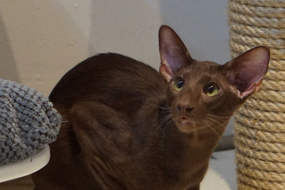 Kocurek orientalny gotowy do zmiany domku prawdziwy rodowód WCF