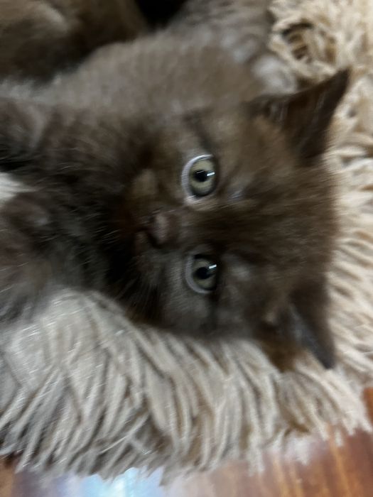 Gatinho Scottish straight chocolate