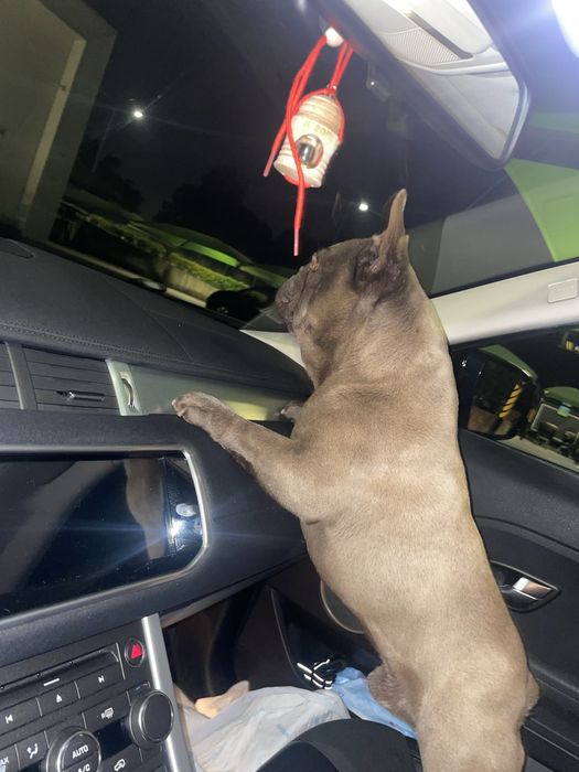 Para montas / cruzas