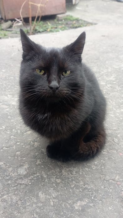 Отдам бесплатно котят, по 6 месяцев. Два мальчика и две девочки