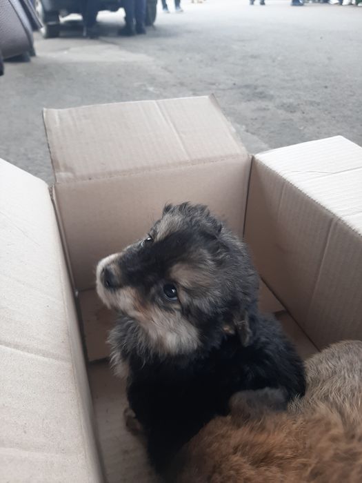 Песики невеликої породи