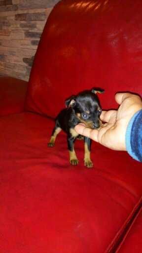 Pinscher super miniatura