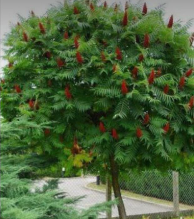 Уксусное дерево.