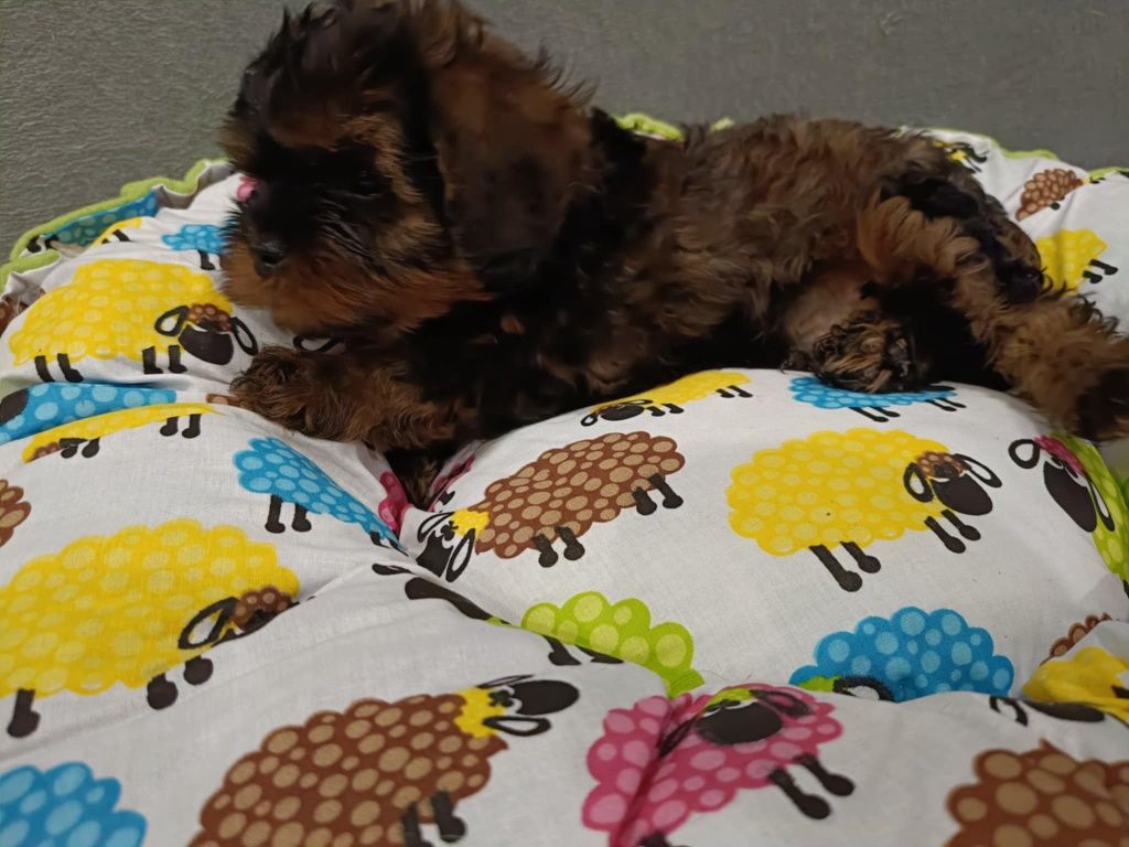 Cavapoo Gary - sobolowy