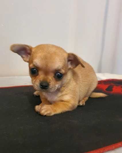 Chihuahua śliczna ruda suczka