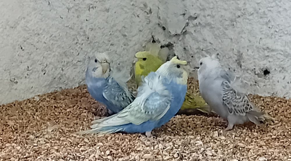 Periquitos hagoromos