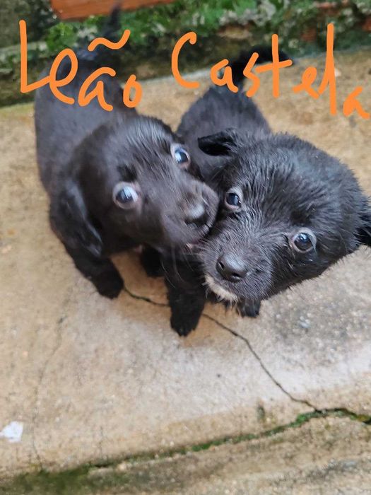 cachorrinhos para adopção por quem tiver condições económicas