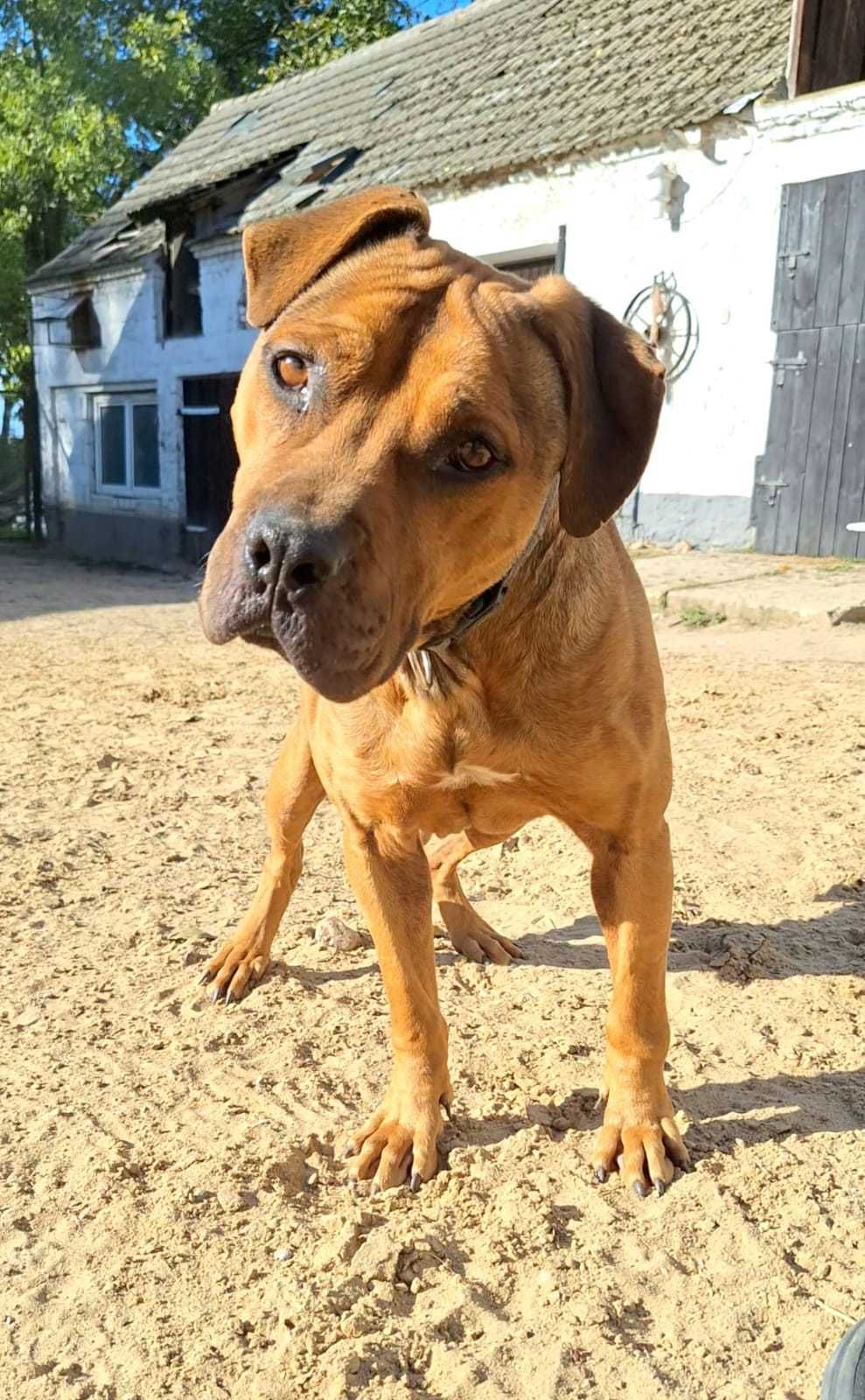 Do adopcji Gasby pies w typie amstaffa TTB Poznań