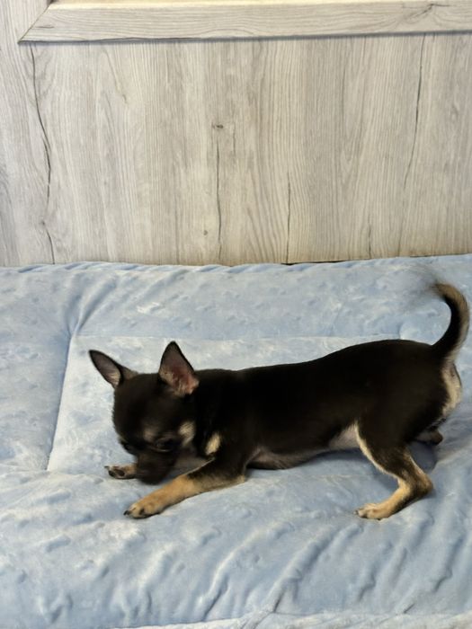 Chihuahua  mini piesek samiec