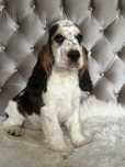 Piesek Cocker Spaniel Angielski