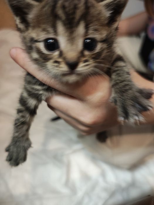 Kociaki oddam za darmo