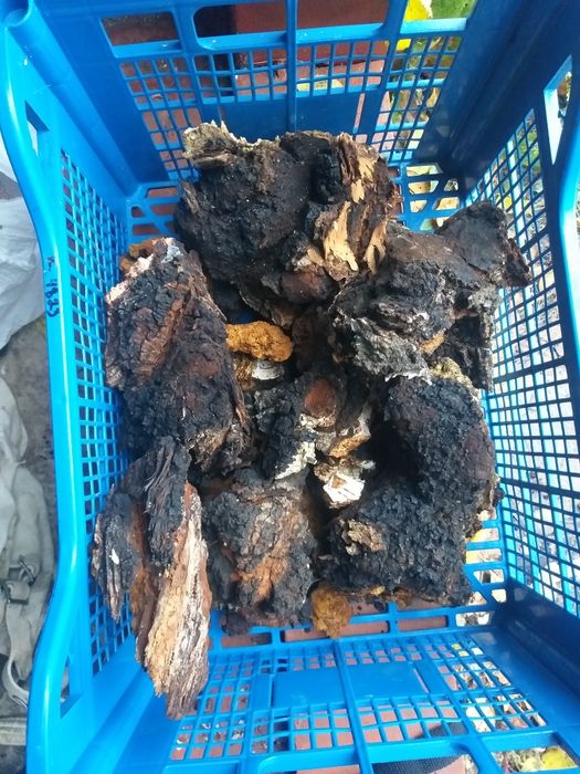 чага берези  свіжо зібрана