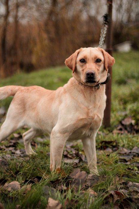 Лабрадор в добрі руки