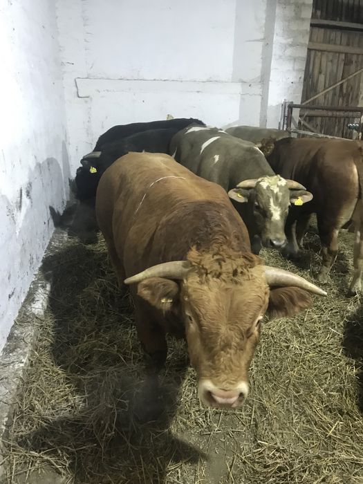 Skup Bydła Krowy Byki Jałówki Cielęta Odsadki