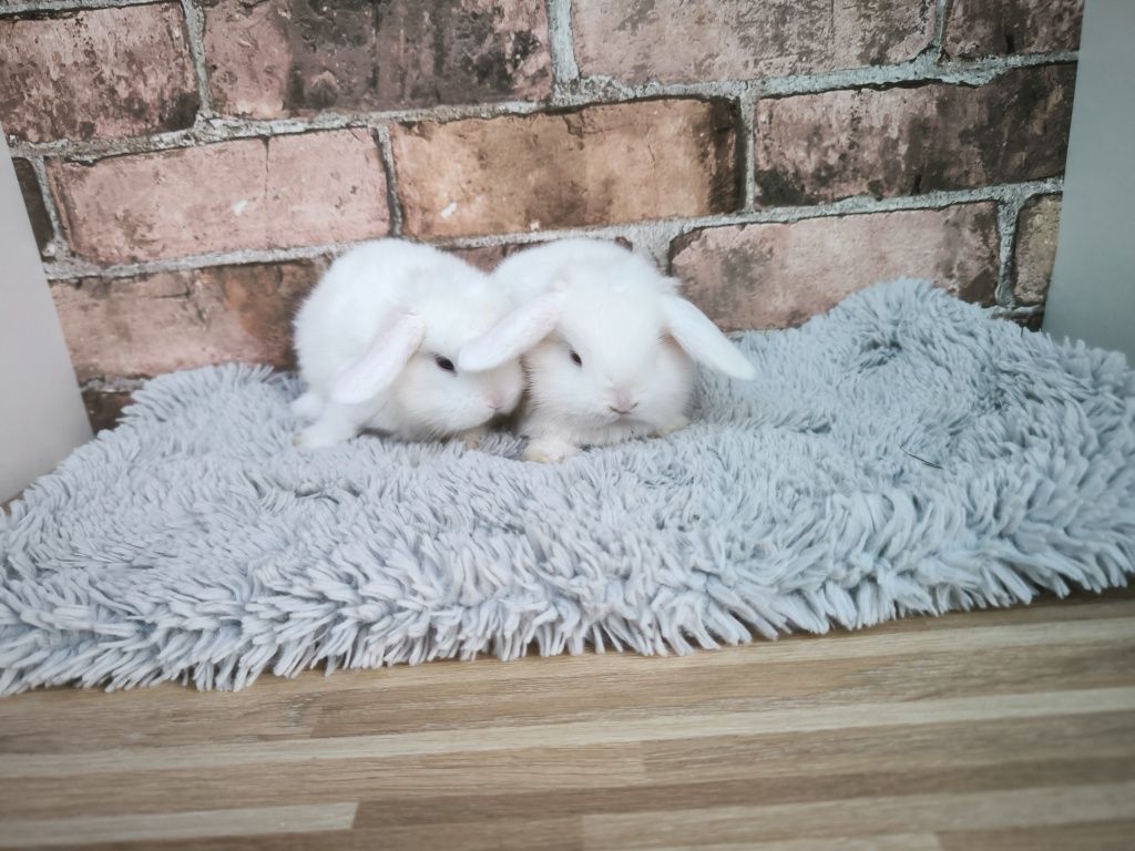 Króliczki rasy Karzełek Baran Biały Niebieskooki mini króliki