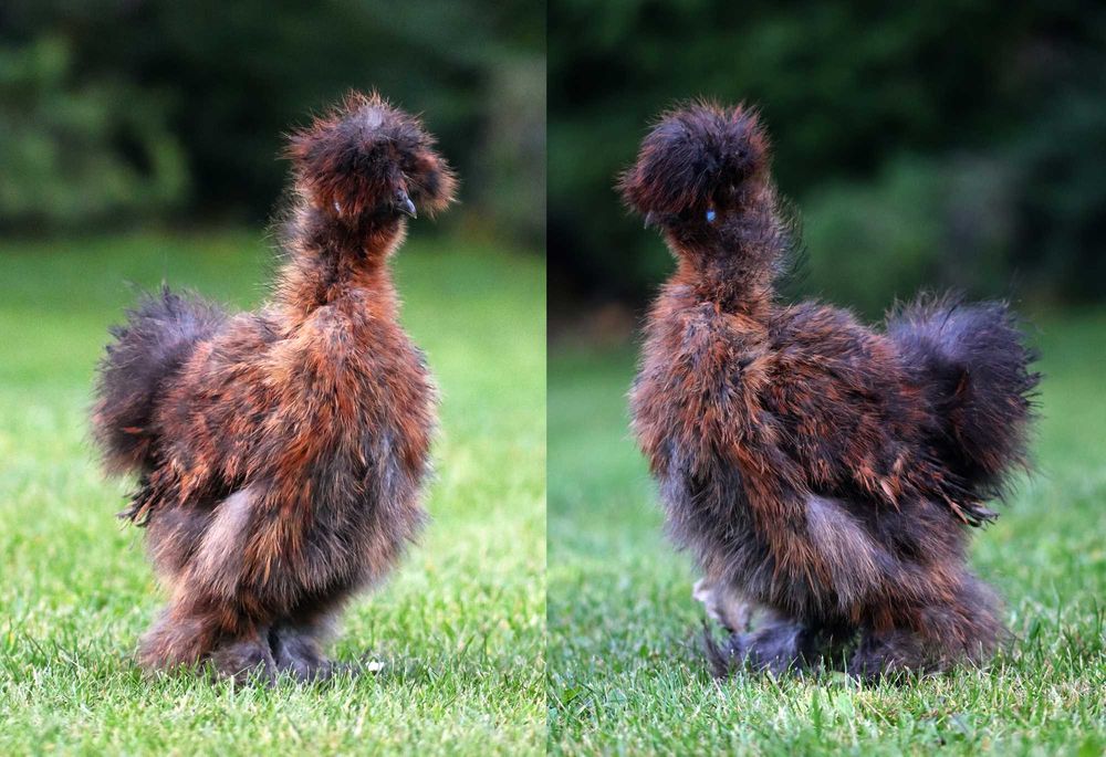 Silka jedwabista USA / kogut (kura ozdobna), silki jedwabiste, lok