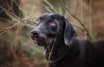 Magnat - cudny psiak jak fit labrador ADOPCJA