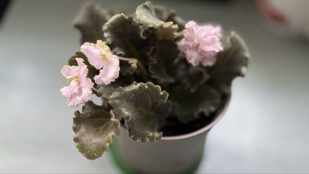 Sadzonki fioleka curly