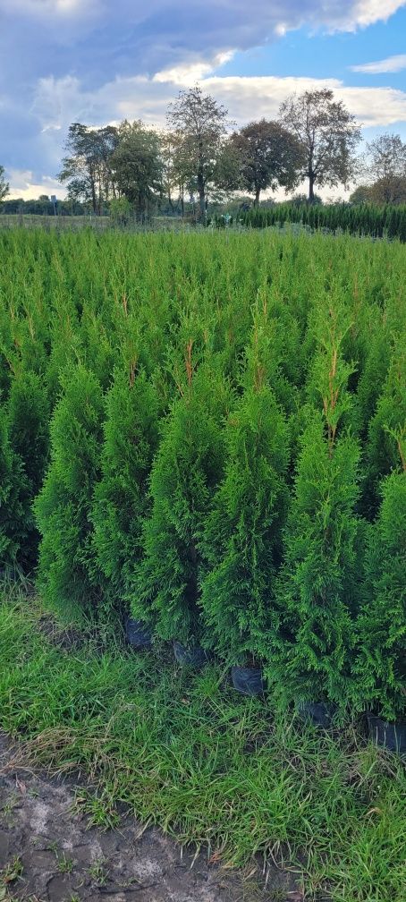 Tuja Smaragd 100 cm tuje 150 thuja 120 szmaragd thuje 110 gdańsk