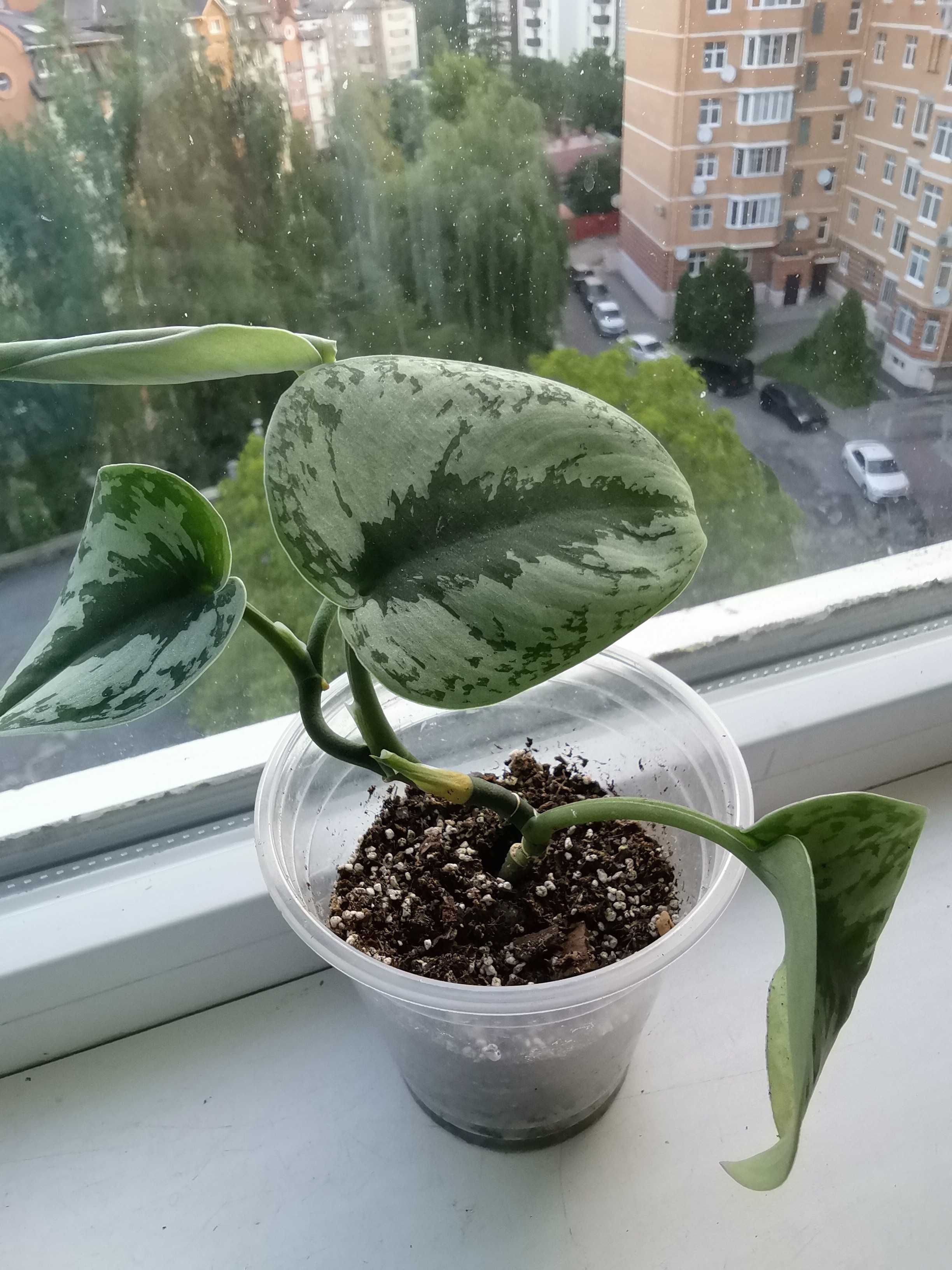 Продам кімнатну рослину епіпремнум (сцендапсус) Екзотіка (Требі)