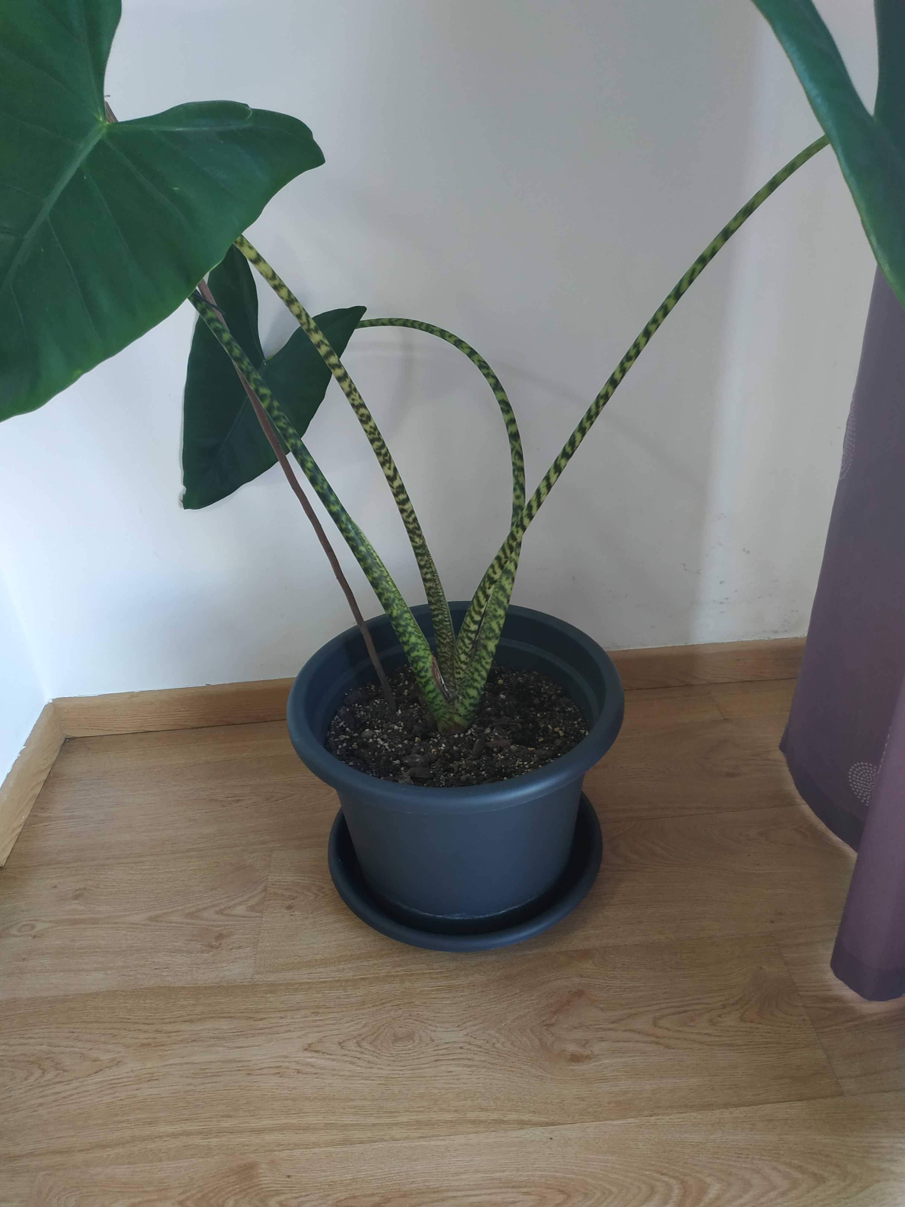 Alocasia zebrina (grande)