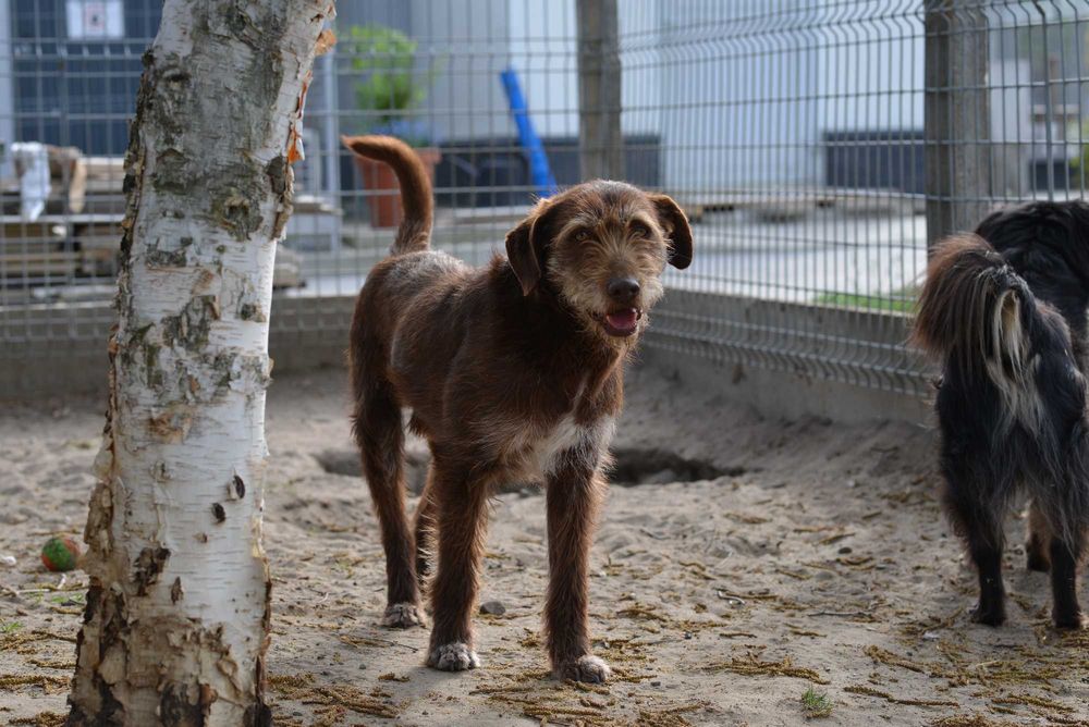 Prezes, pies w typie wyżła czeskiego szuka domu