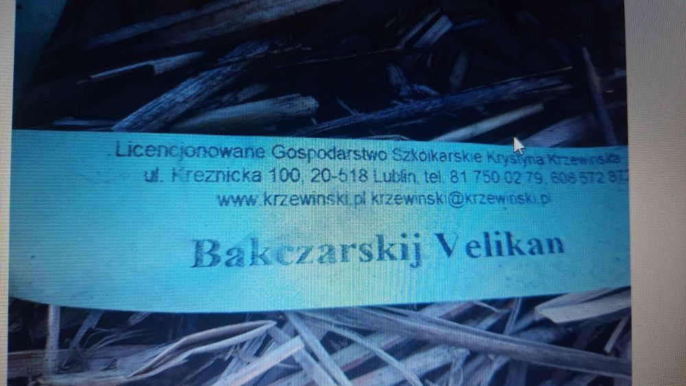 Жимолость їстівна саджанці