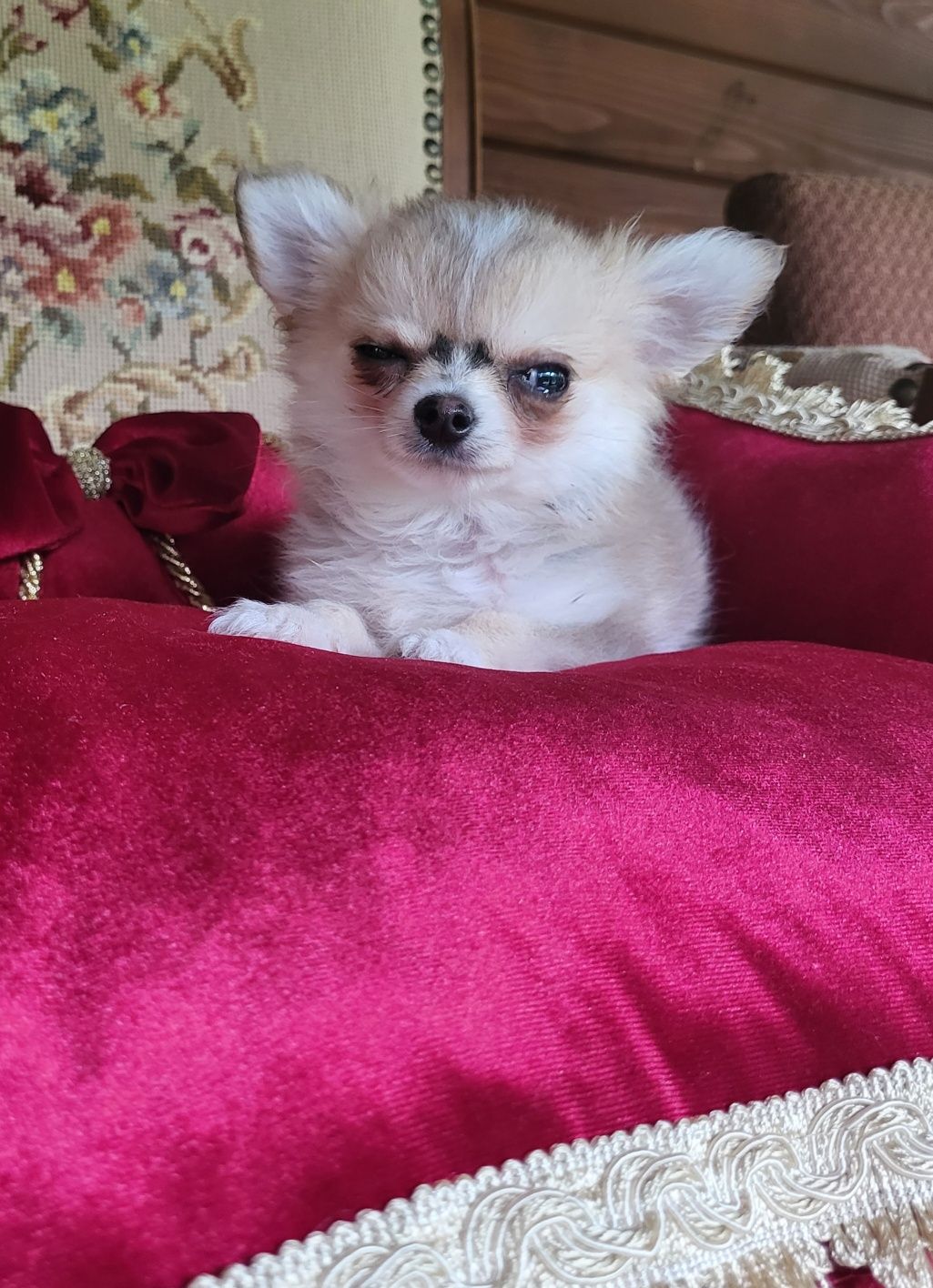 Chihuahua piesek