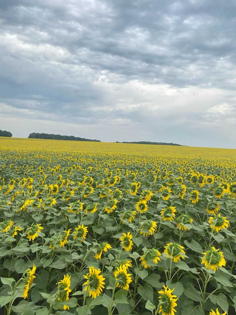 Фермерське господарство візьме в оренду пай
