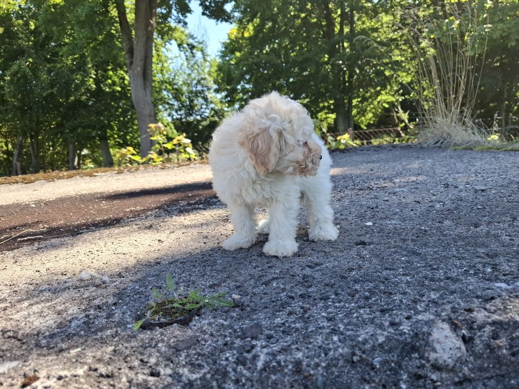 maltipoo szczeniak suczka