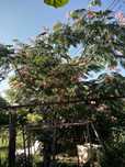 Árvores de jardim