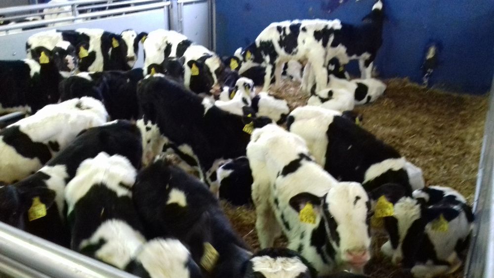 Cielęta Mięsne, Mleczne, Sprzedam do hodowli, dowóz